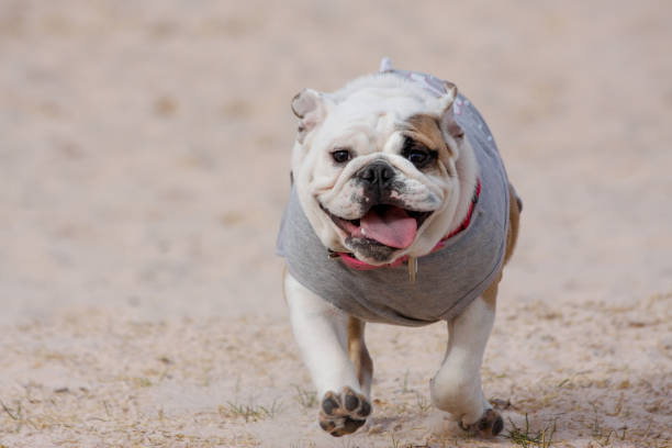 Bulldog running through the sand