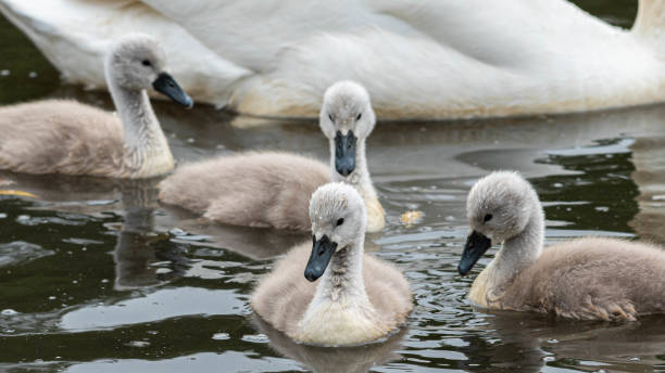 istock Very Young Cygnet Swans Floating on Water 1155950927