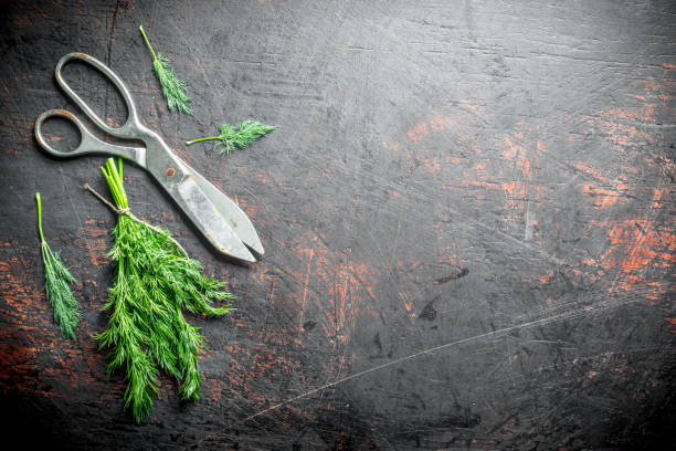 istock Fresh dill cut in the home garden. 1155951092