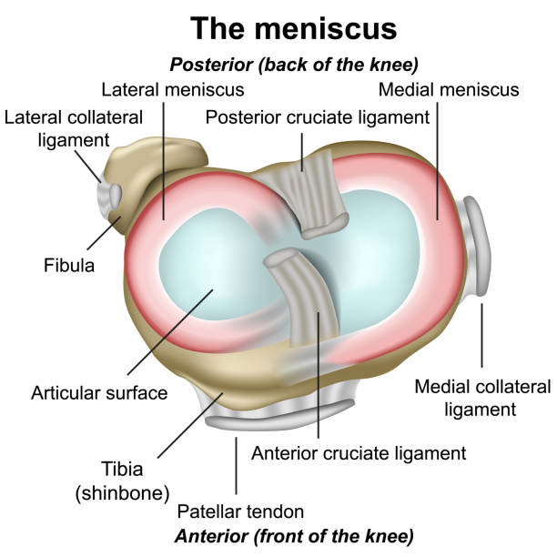 Meniscus knee anatomy medical vector illustration isolated on white background infographic eps 10 Meniscus knee anatomy medical vector illustration isolated on white background infographic eps 10 ligament fibula stock illustrations