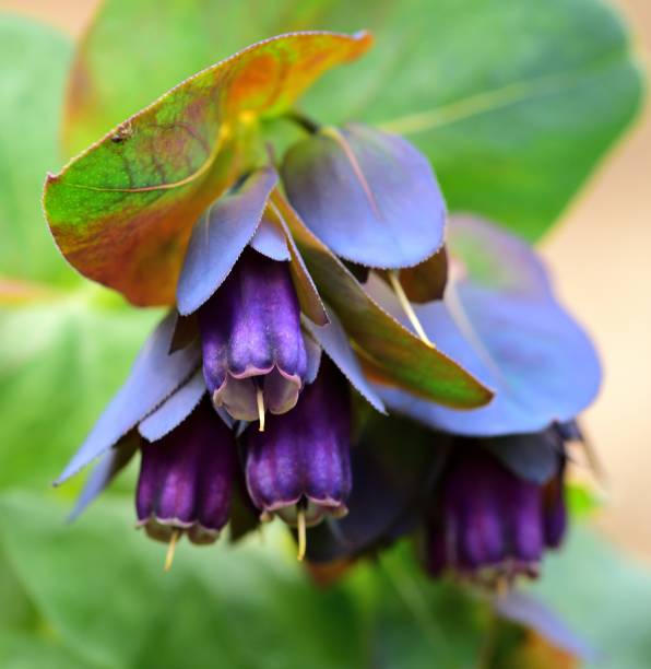 Cerinthe major Purpurascens seen from below in closeup.
