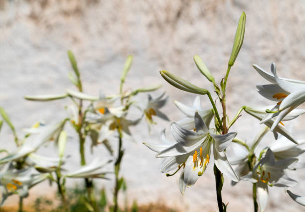 Madonna Lily (Lilium candidum) blooms in a garden.