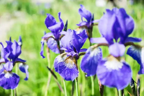 Colorful violet iris flower close up photo