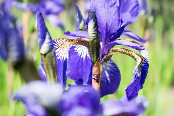 Colorful violet iris flower close up photo