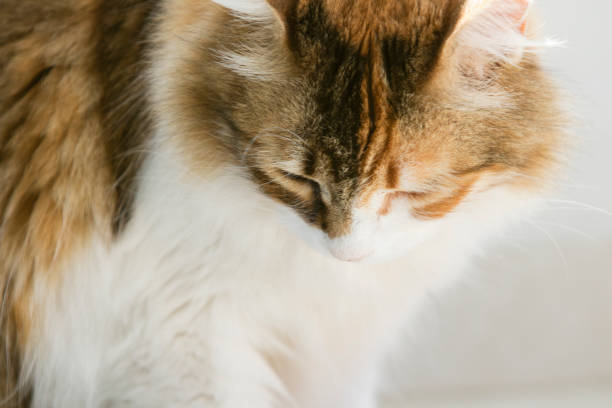 istock Calico cat staring down seen in a close up front portrait. 1155953800