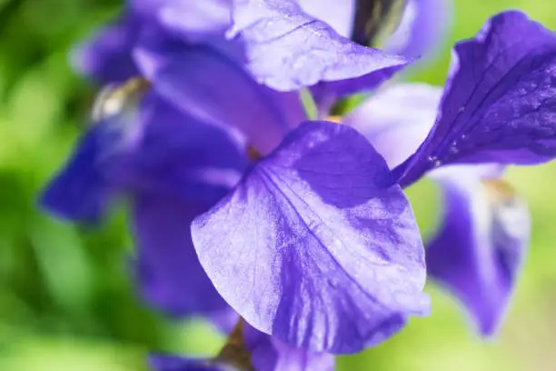 Colorful violet iris flower close up photo