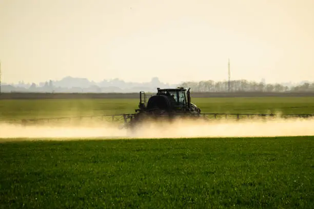 Tractor with the help of a sprayer sprays liquid fertilizers on young wheat in the field. The use of finely dispersed spray chemicals.