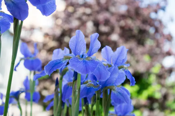 Colorful blue iris flower close up photo