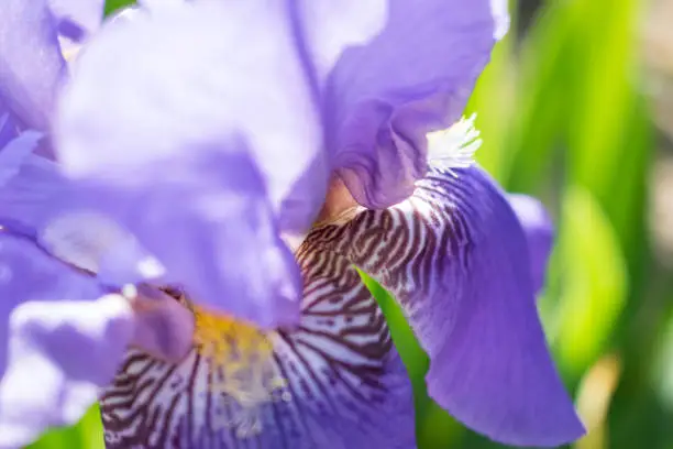 Colorful violet iris flower close up photo