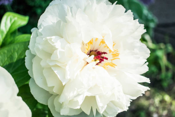 istock White peony flower. Close up natural photo. 1155954628