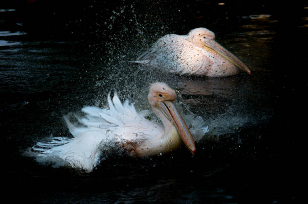 The great white pelican (Pelecanus onocrotalus) also known as the eastern white pelican, rosy pelican or white pelican is a bird in the pelican family. It breeds from southeastern Europe through Asia and Africa, in swamps and shallow lakes el gran pelícano blanco (pelecanus onocrotalus) también conocido como el pelícano blanco oriental, pelícano rosado o pelícano blanco es un ave de la familia pelícano. se reproduce desde el sureste de europa a través de asia y africa, en pantanos y l