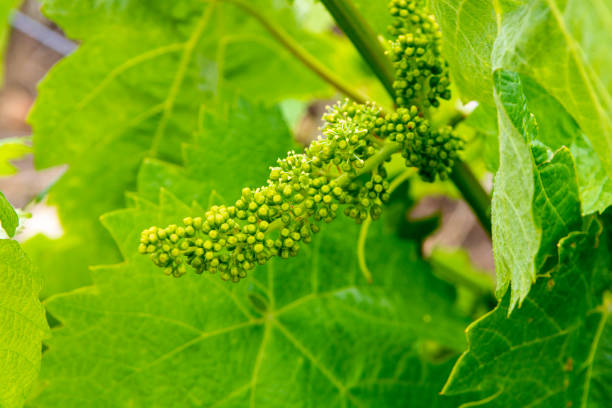 istock Young green unripe grape vines in vineyard close up 1155955832