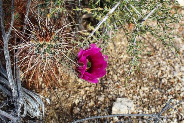 istock ECHINOCEREUS ENGELMANNII - HEDGEHOG CACTUS - JOSHUA TREE NP - 052319 C 1155956091