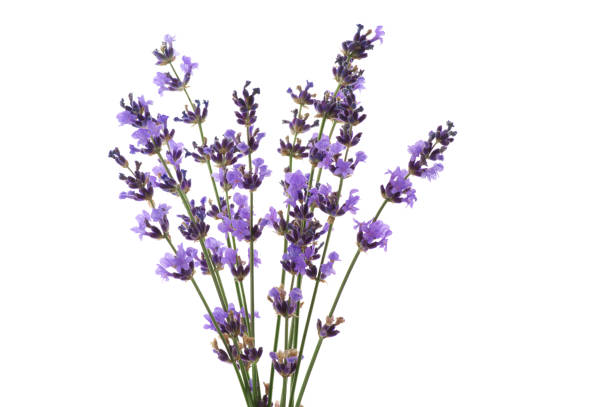 istock Lavender flowers isolated on white 1155957042