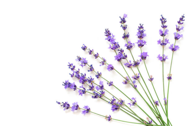 istock Lavender flowers isolated on white 1155957054