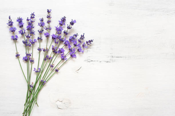 istock Lavender flowers on rustic white wood 1155957057