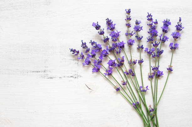 istock Lavender flowers on rustic white wood 1155957058