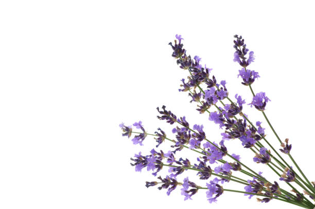 istock Lavender flowers isolated on white 1155957063