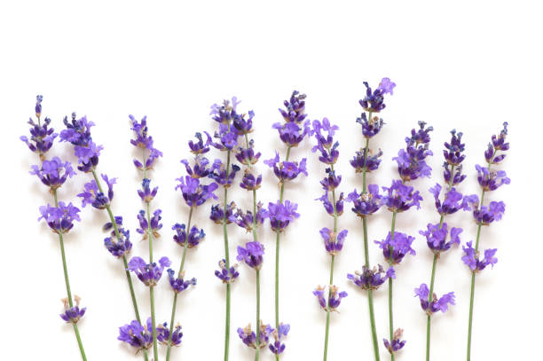 istock Lavender flowers isolated on white 1155957071