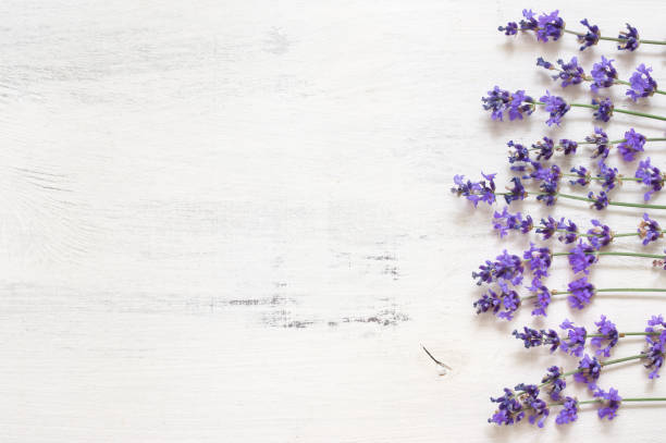 istock Lavender flowers on rustic white wood 1155957076