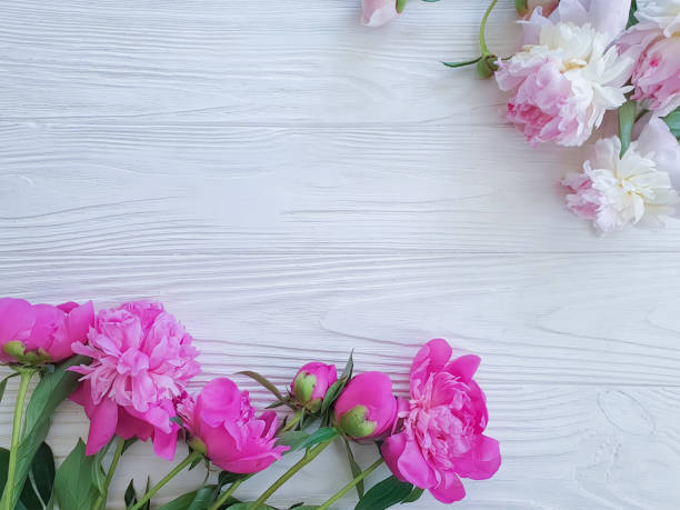 istock fresh peony on wooden background 1155957270
