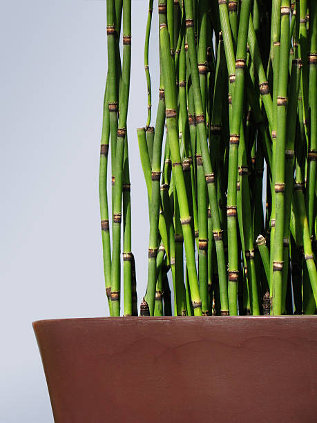 Potted Horsetail Horsetail plant closeup in large rust brown ceramic pot horsetail bamboo stock pictures, royalty-free photos & images