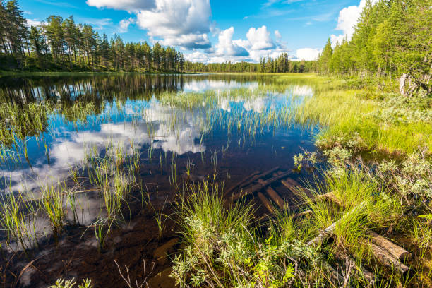 paisaje de la marisma a lo largo del río soralven en el condado de dalarna de suecia. - forest tundra fotografías e imágenes de stock