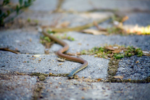 Close up View of a Snake