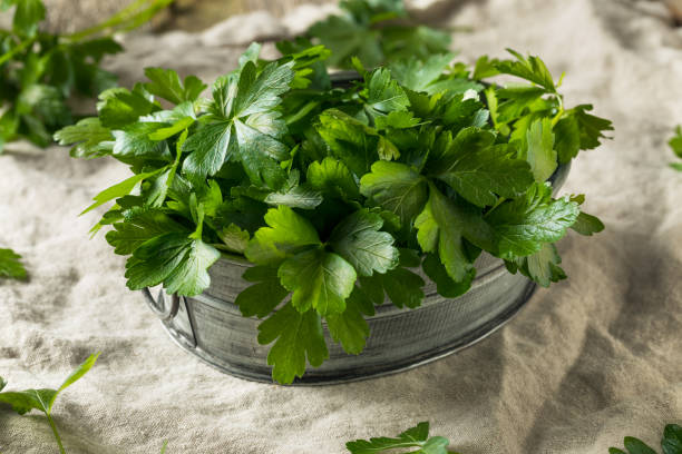 生グリーン オーガニック イタリアン フラット リーフ パセリ - flat leaf parsley ストックフォトと画像