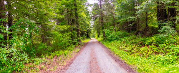Dirt Road through the redwoods in Humboldt County, CA