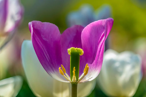 Close up of a purple tulip with view of its reproductive organs. The pistil, ovary, stigma, stamen, and anther can be seen due to missing petals.