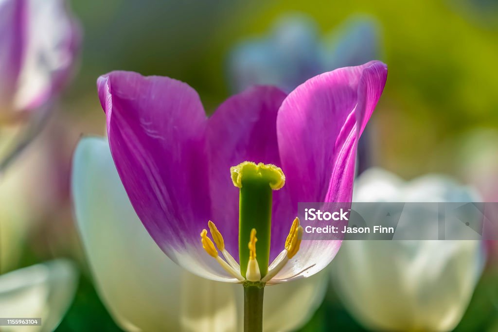 Close up of a purple tulip with view of its reproductive organs Close up of a purple tulip with view of its reproductive organs. The pistil, ovary, stigma, stamen, and anther can be seen due to missing petals. Flower Stock Photo