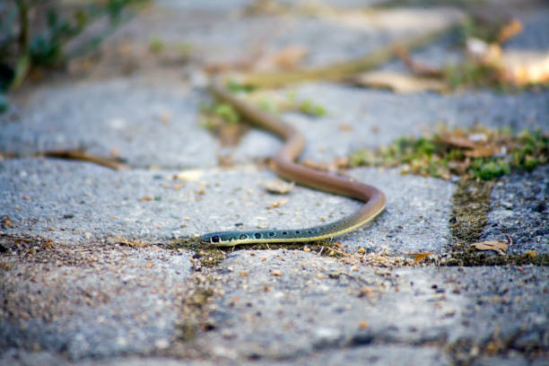 istock Close up View of a Snake 1155963187