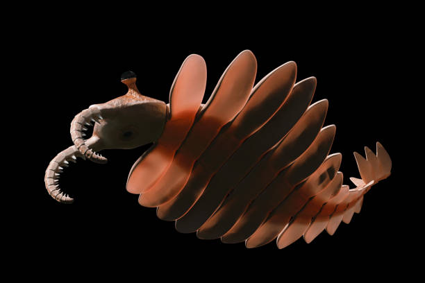 istock Anomalocaris, creature of the Cambrian explosion, isolated on black background (3d paleoart illustration) 1155965036