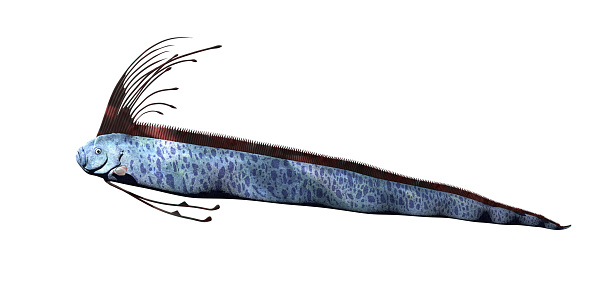 so called king of herrings source of sea serpent sightings