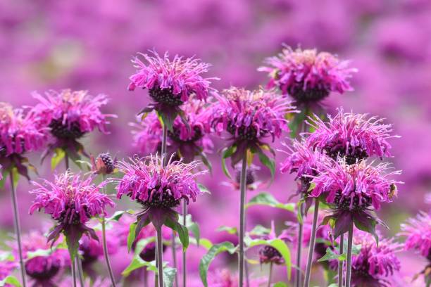 Monarda (Monarda didyma) flowers Monarda is a flower that brighty and powerflly colors the flower bed in summer, and a refreshing fragrance. kanagawa prefecture photos stock pictures, royalty-free photos & images
