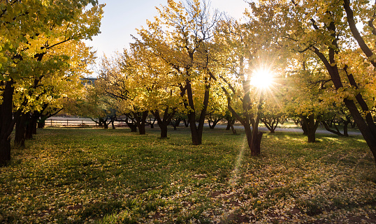 A fall evening in Fruita inside Capitol Reef National Park. A sunbeam shines through the yellow leaves of an apple orchard. Capitol Reef National Park, Utah, USA - 10/16/17
