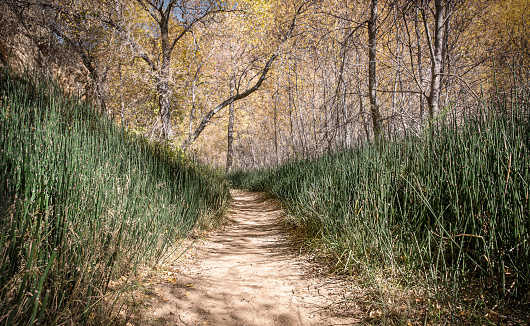Hiking along the Lower Calf Creek Trail. The sandy trail winds through thick horsetails and foliage along Calf Creek. Grand Staircase-Escalante National Monument, Utah, USA - 10/16/17