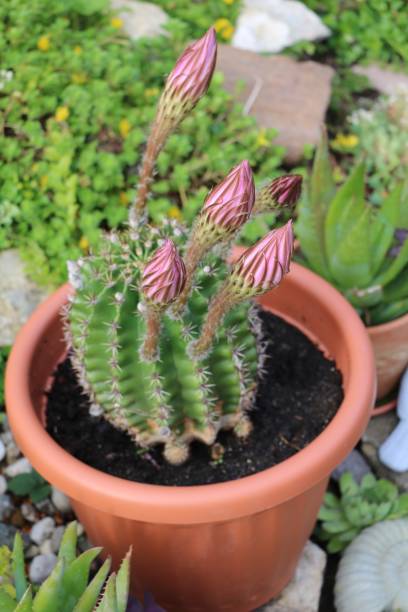istock Buds of Echinopsis eyriesii 1155966949