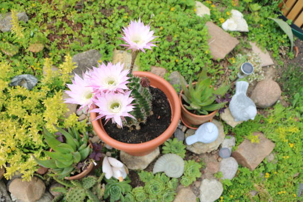 istock Many big flowers of cactus Echinopsis eyriesii 1155967905