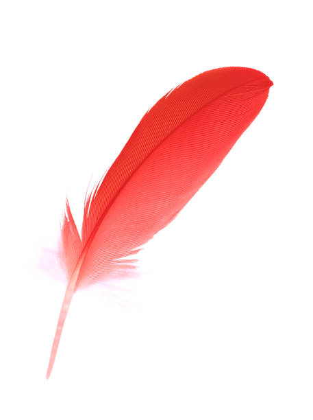 istock Beautiful red maroon feather isolated on white background 1155968535