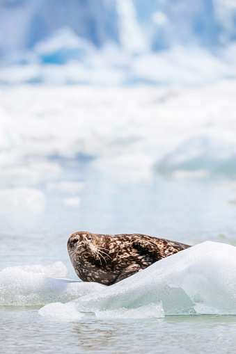A harbor seal (Phoca vitulina) on an ice floe near South Sawyer Glacier in Tracy Arm southeast Alaska