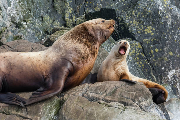 istock Steller sea lions in southeast Alaska 1155969743