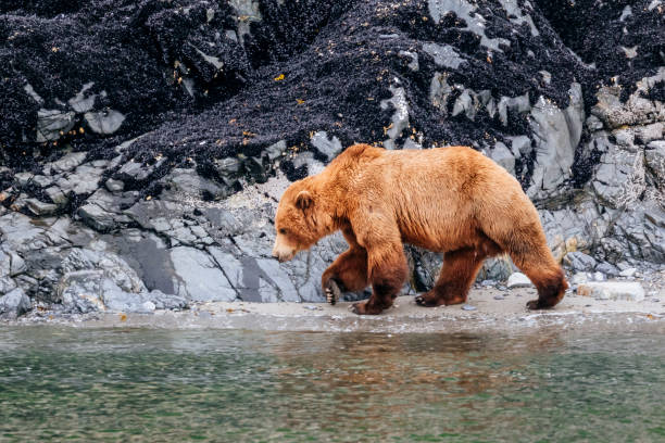 해안 갈색 곰 (우르수스 아크토) - glacier bay national park 뉴스 사진 이미지