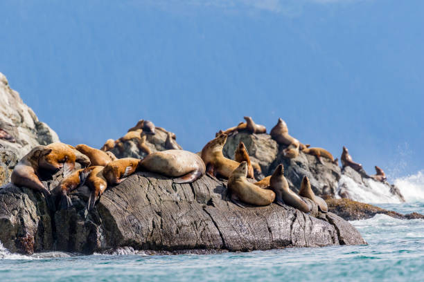 istock Steller sea lions in southeast Alaska 1155969959