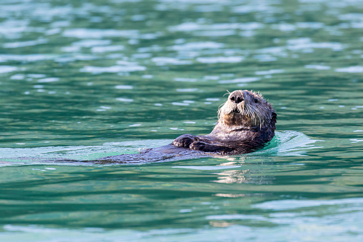 A sea otter (Enhydra lutris) swimming on its back in the Inian Islands, southeast Alaska