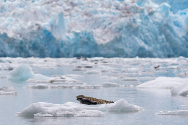istock Harbor seal and pup on ice 1155971201