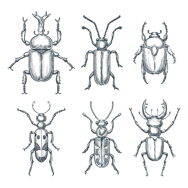 Bugs and beetles set. Vector sketch hand drawn illustration. Insects collection isolated on white background Bugs and beetles set. Vector sketch hand drawn illustration. Insects collection isolated on white background. rose chafer cetonia aurata stock illustrations
