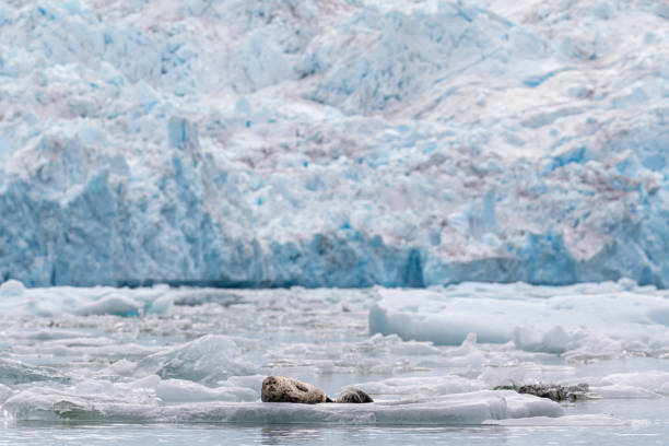 istock Harbor seal and pup on ice 1155971210