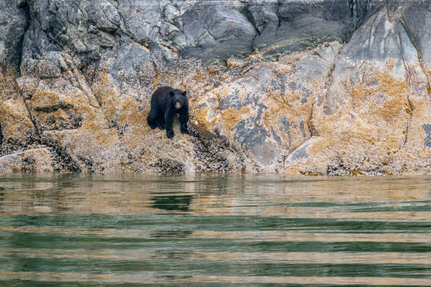 istock Black bear on the shore of Tracy Arm 1155971222